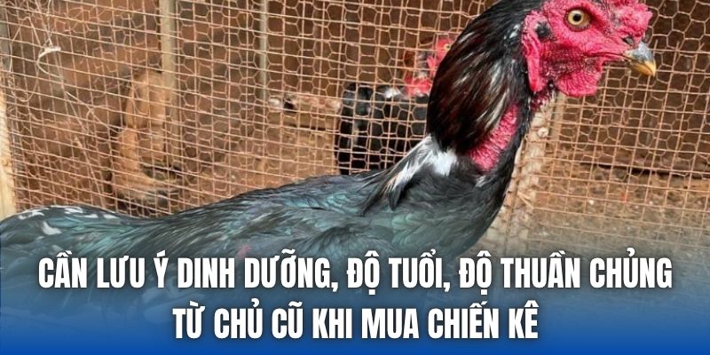 Cần lưu ý dinh dưỡng, độ tuổi, độ thuần chủng từ chủ cũ khi mua chiến kê